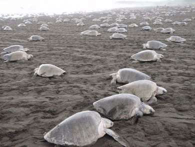 nesting sea turtles