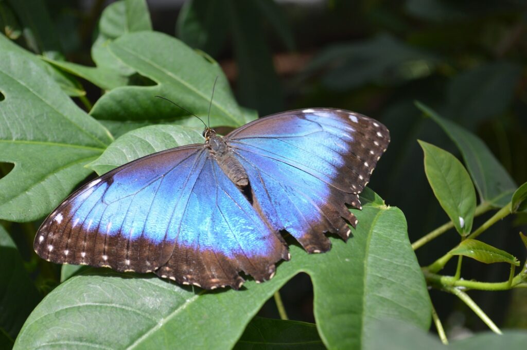 blue morpho butterfly at Diria National Park