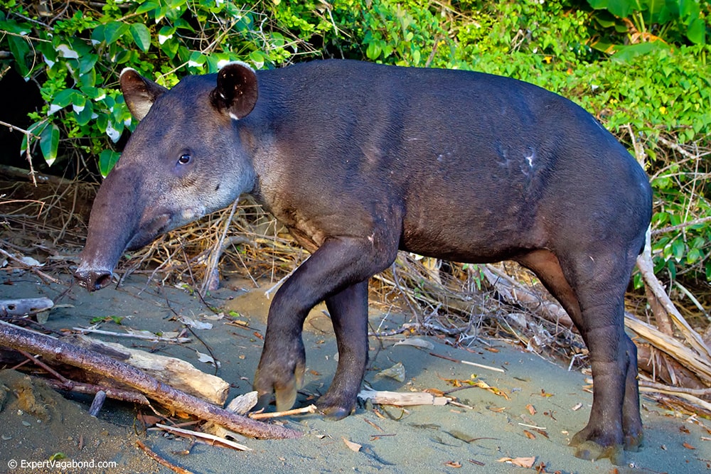Baird's tapir in Costa Rica