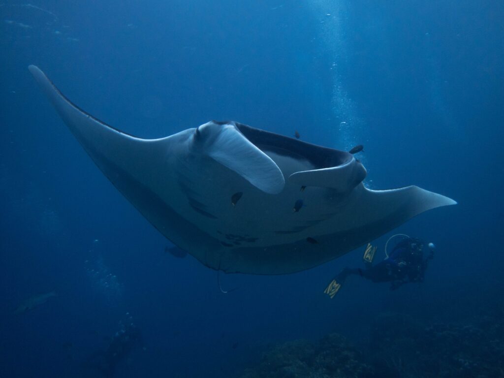 diving with giant manta rays