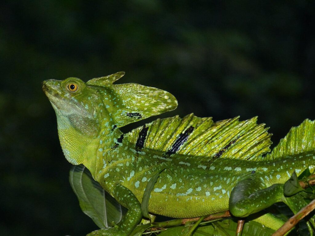 basilisk exotic animals in Costa Rica