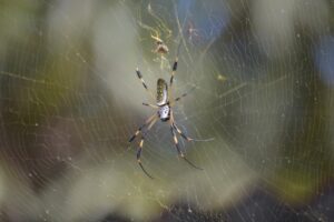 golden orb weaver spider Costa Rica