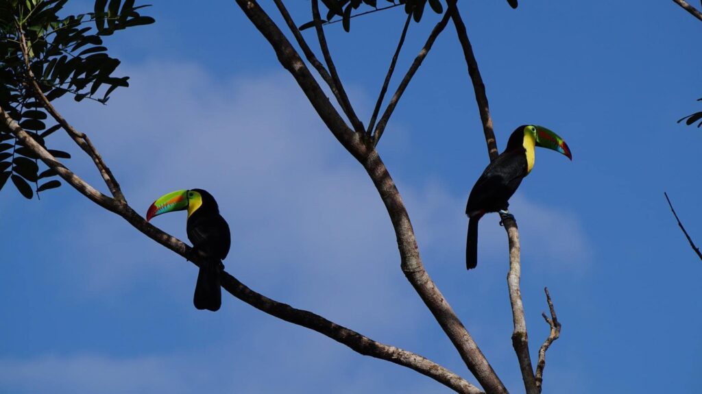 keel billed toucan Costa Rica