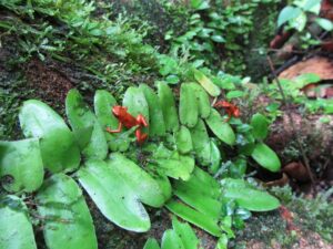 strawberry poison dart frog Costa Rica