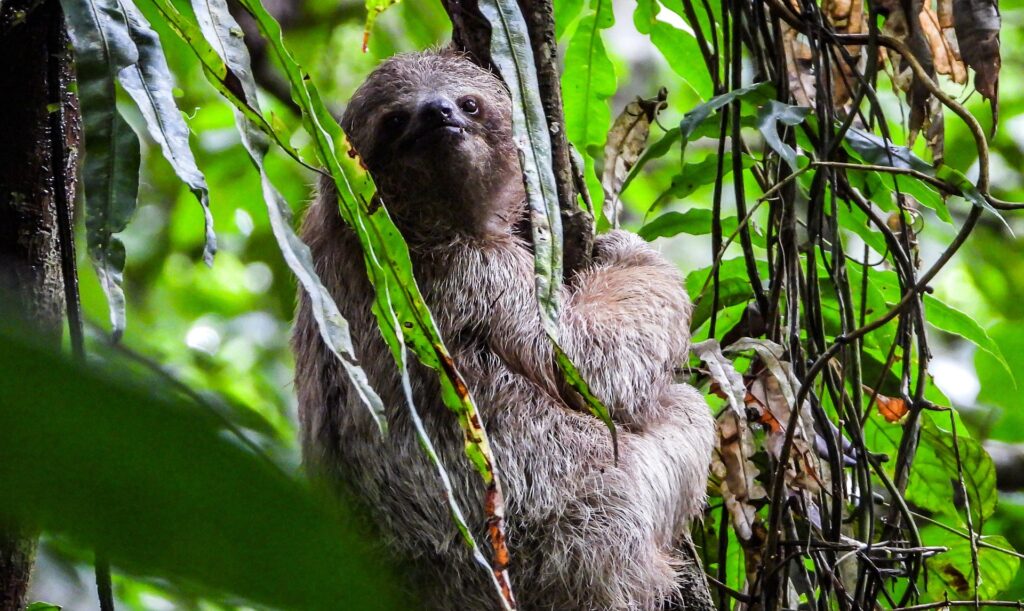 two-toed sloth in Costa Rica